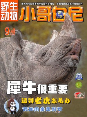 小哥白尼